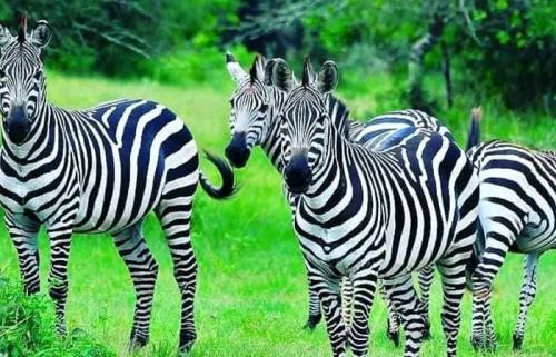 Lake-Mburo-Zebra