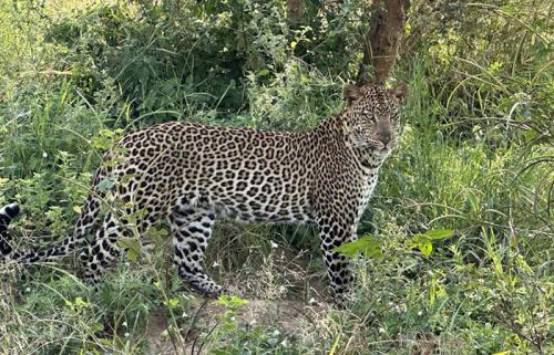 Leopard-in-Murchison-Falls