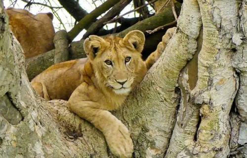 Lion-tracking-in-Queen-elizabeth