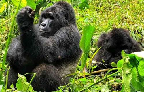 Mgahinga gorilla National Park