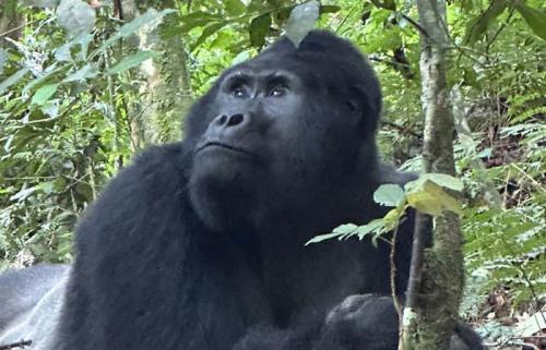 3 days gorilla trekking