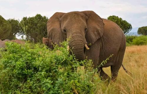 Akagera National Park