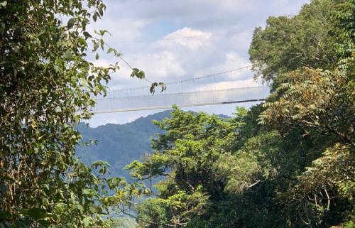 Nyungwe forest Guided Walk