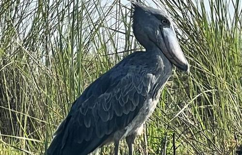 1 day Mabamba shoebill