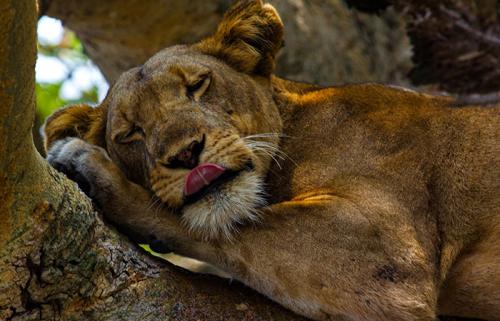 Tree-Climbing-Lion