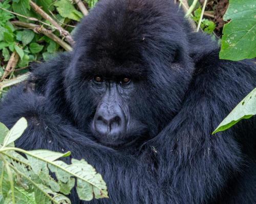 mountain gorillas