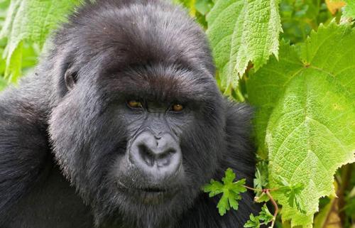 Gorilla-trekking-safari