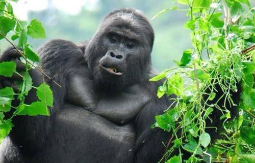 Mountain-Gorilla-trekking