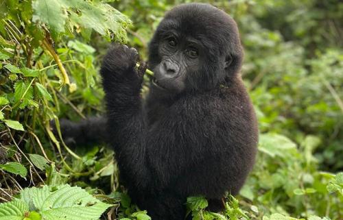 Mountain-Gorilla