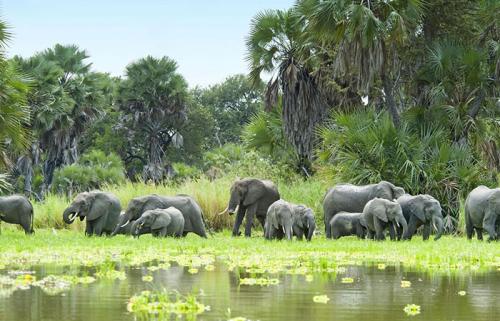 Murchison-Falls-Elephants