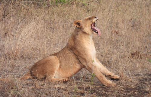 Murchison-falls-Lion