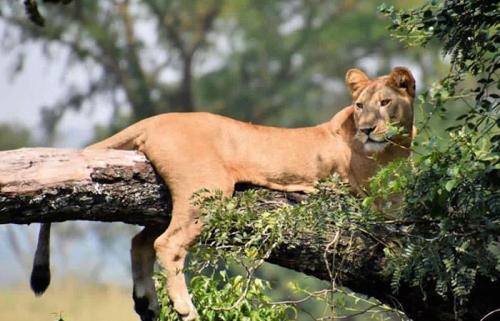 Tree-Climbing-Lion