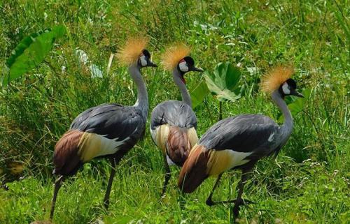 grey-crowned-crane